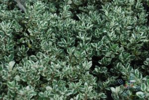 เกล็ดแก้ว Alternanthera bettzickiana (Regel) G.Nicholson
