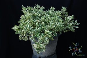 เกล็ดแก้ว Alternanthera bettzickiana (Regel) G.Nicholson