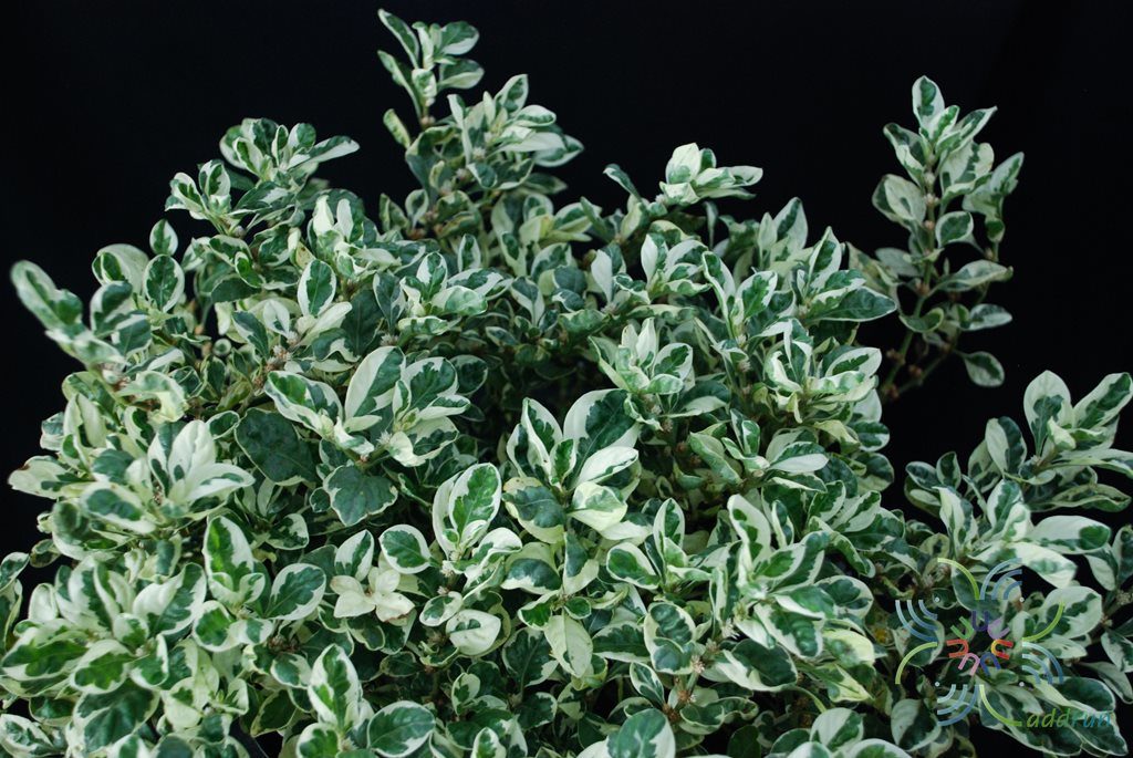 เกล็ดแก้ว Alternanthera bettzickiana (Regel) G.Nicholson