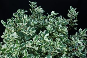 เกล็ดแก้ว Alternanthera bettzickiana (Regel) G.Nicholson