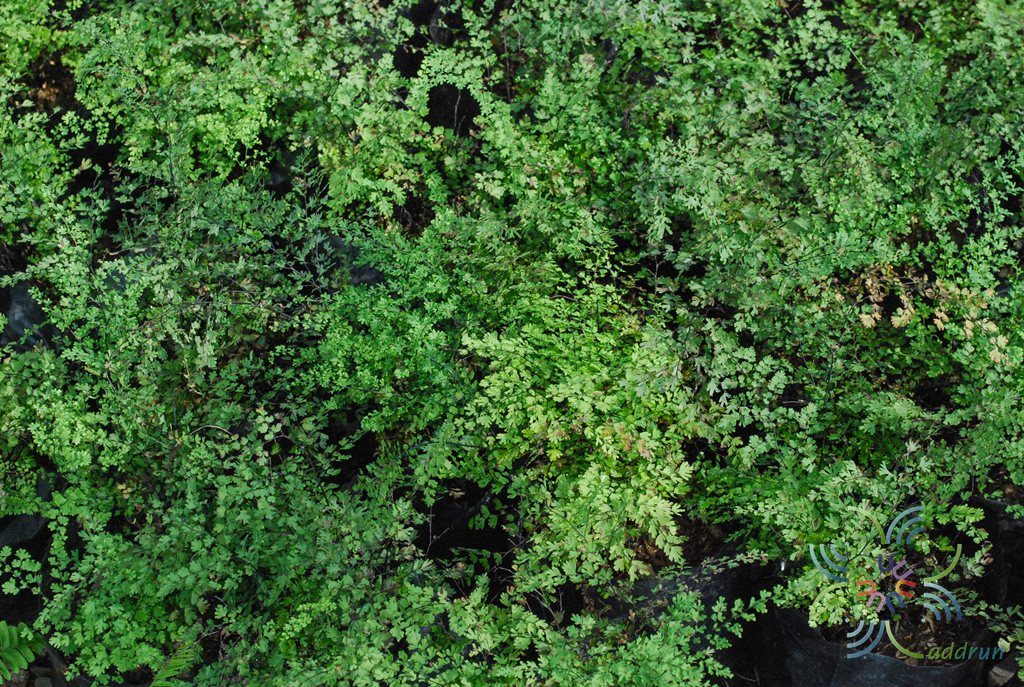 เฟินก้านดำ #1 Adiantum latifolium Lam.