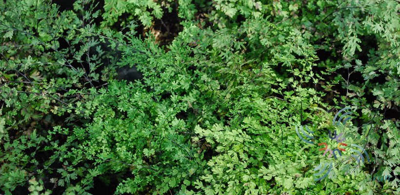 เฟินก้านดำ #1 Adiantum latifolium Lam.
