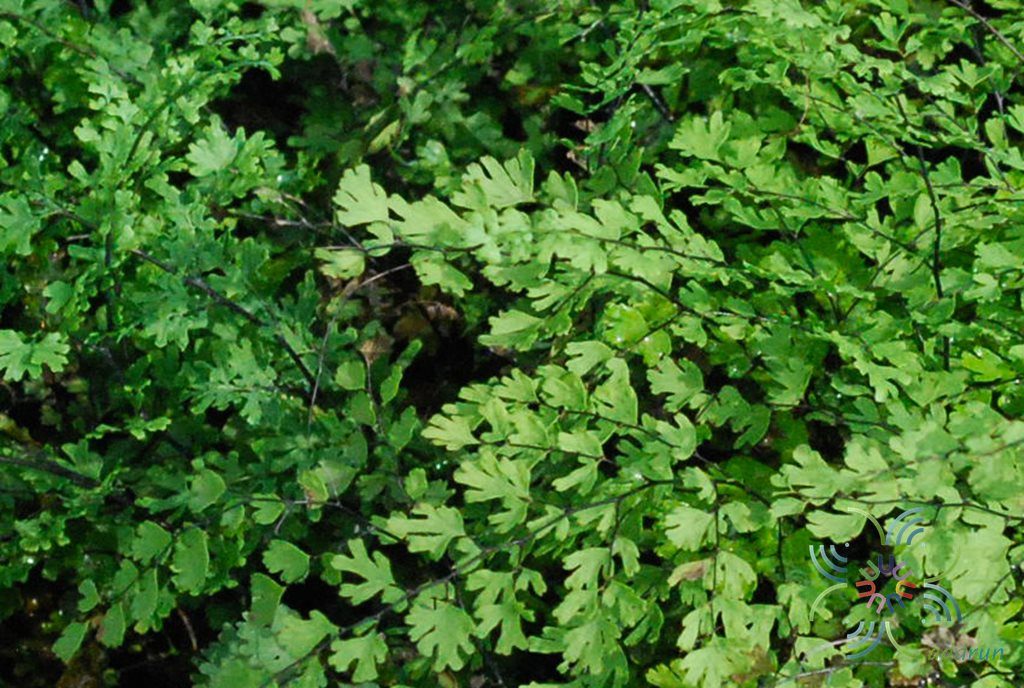 เฟินก้านดำ #1 Adiantum latifolium Lam.