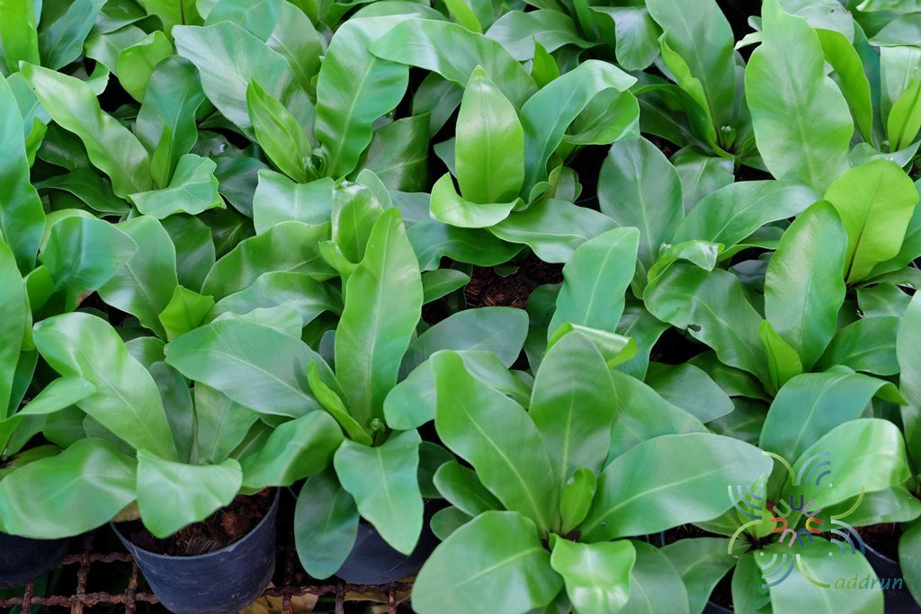 ข้าหลวงหลังลาย Asplenium nidus L.