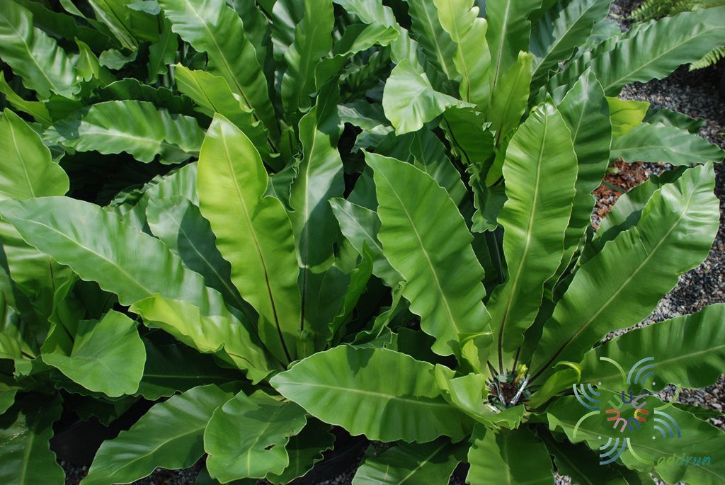ข้าหลวงหลังลาย Asplenium nidus L.