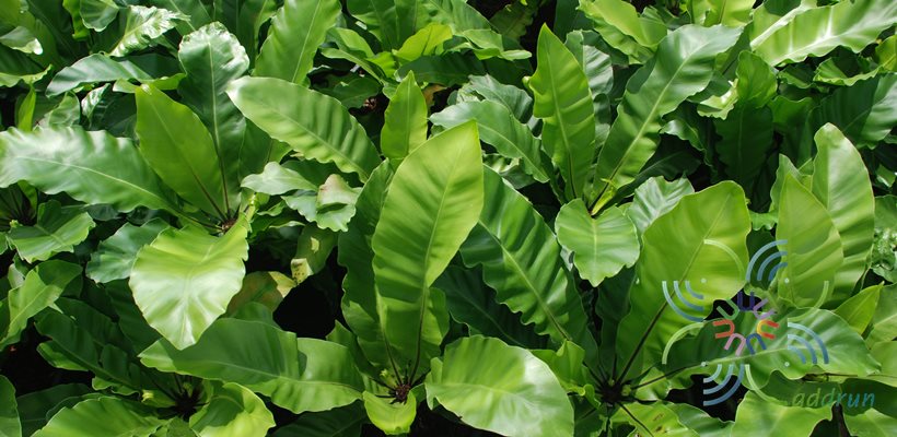 ข้าหลวงหลังลาย Asplenium nidus L.