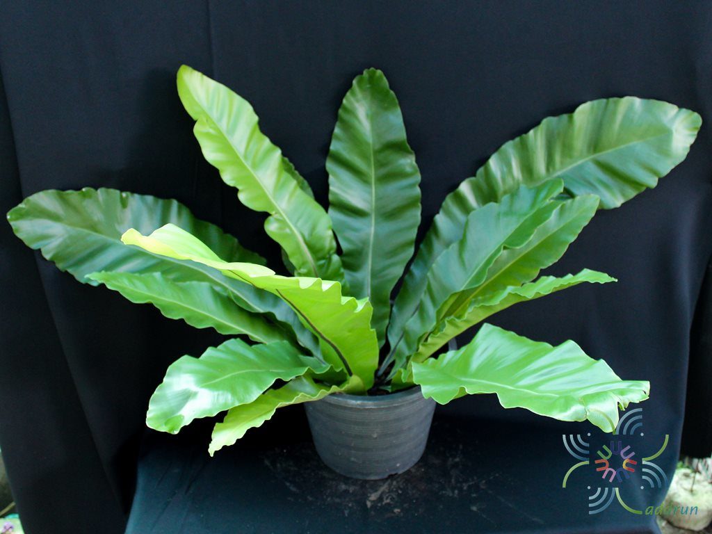 ข้าหลวงหลังลาย Asplenium nidus L.