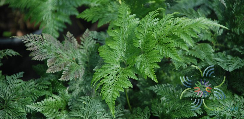 เฟินนาคราช #1 Wibelia denticulata (Burm.f.) M.Kato & Tsutsumi