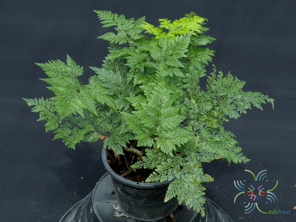 เฟินนาคราช #1 Wibelia denticulata (Burm.f.) M.Kato & Tsutsumi