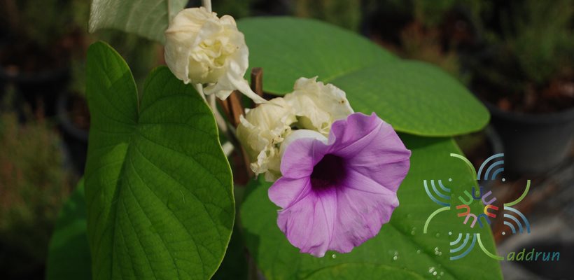 ใบระบาด Argyreia nervosa (Burm. f.) Bojer
