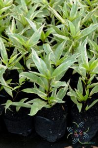 ขาไก่ด่าง Justicia flagilis Wall. var. variegata
