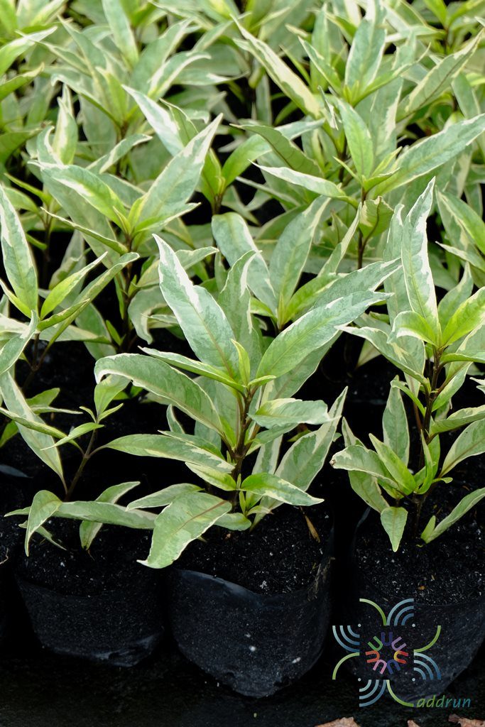 ขาไก่ด่าง Justicia flagilis Wall. var. variegata