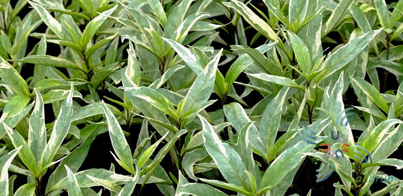 ขาไก่ด่าง Justicia flagilis Wall. var. variegata