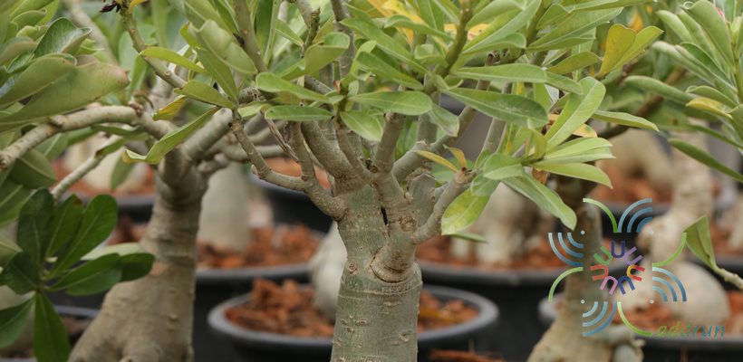 ชวนชม Adenium obesum (Forssk.) Roem. & Schult.