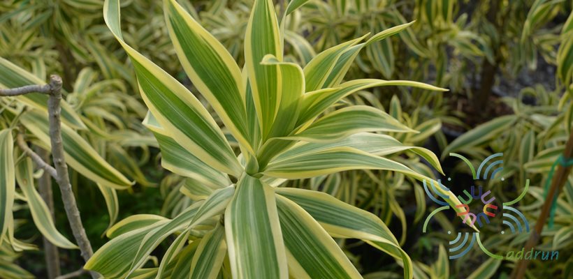 ซองออฟอินเดีย Dracaena reflexa Lam. ‘Sons of India’