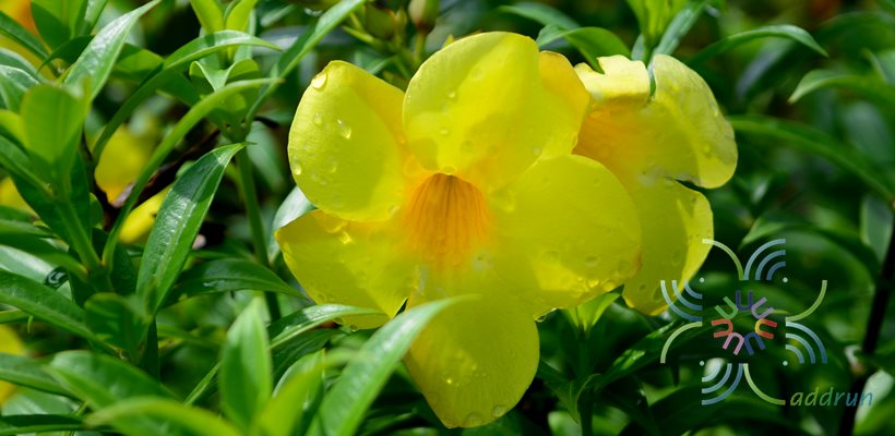 บานบุรี Allamanda cathartica L.