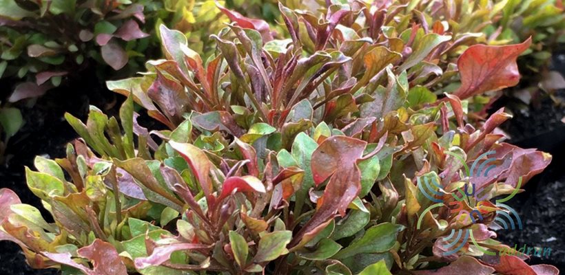ผักเป็ดแดง Alternanthera bettzickiana (Regel) G.Nicholson