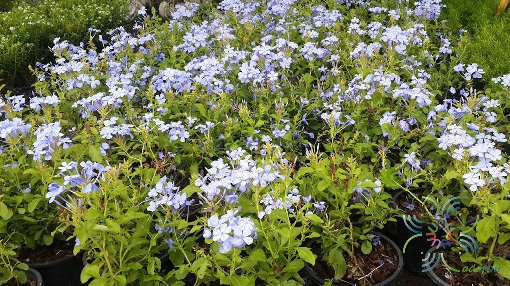 พยับหมอก Plumbago auriculata Lam.