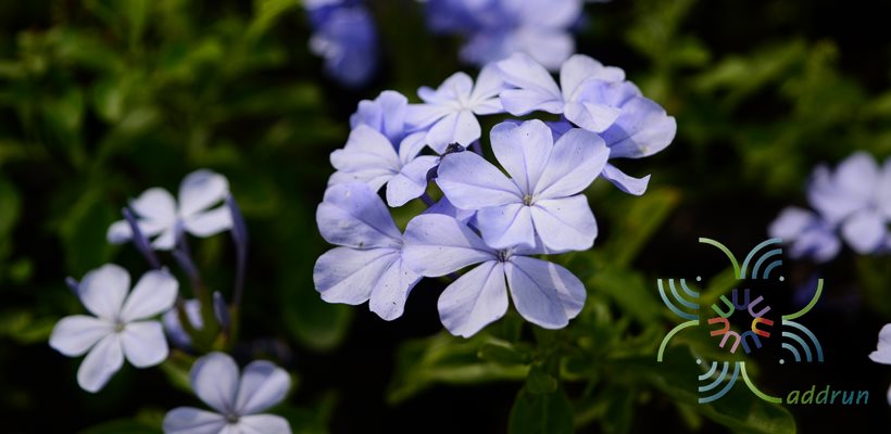 พยับหมอก Plumbago auriculata Lam.
