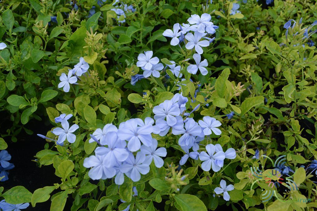 พยับหมอก Plumbago auriculata Lam.