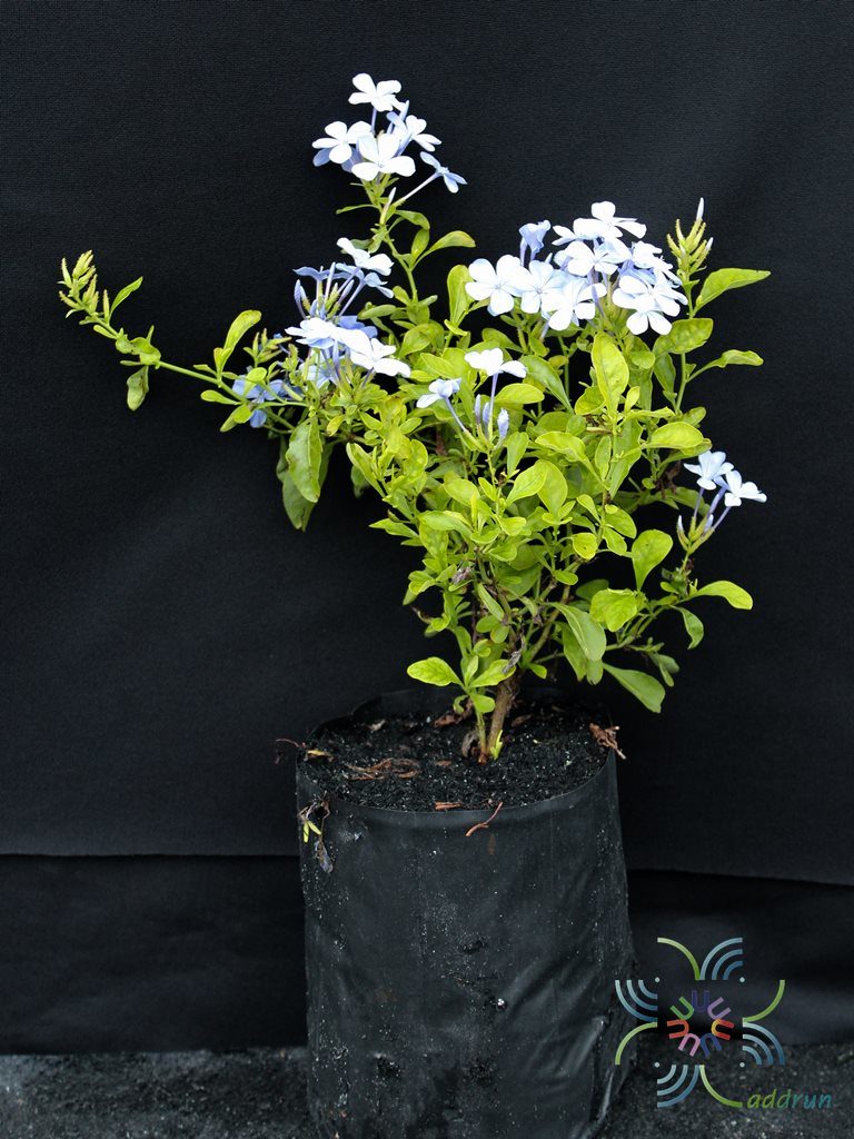 พยับหมอก Plumbago auriculata Lam.