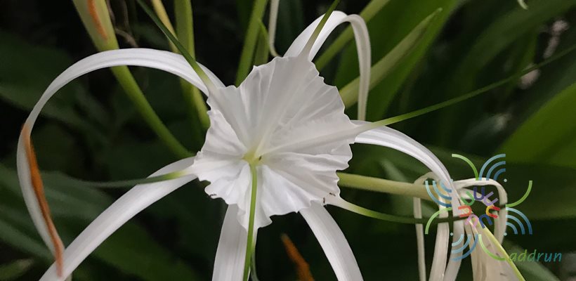 พลับพลึง Crinum asiaticum L.