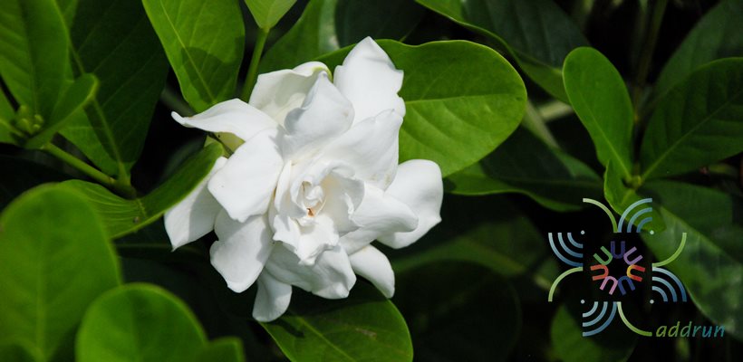พุดซ้อน Gardenia augusta (L.) Merr.
