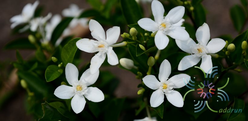 พุดพิชญา Wrightia antidysenterica  (L.) R. Br.