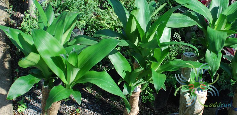 วาสนา Dracaena fragrans (L.) Ker Gawl.