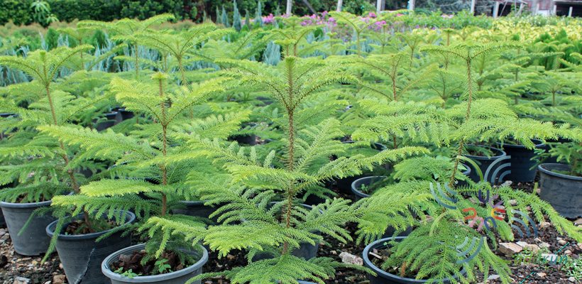 สนฉัตร Araucaria heterophylla (Salisb.) Franco
