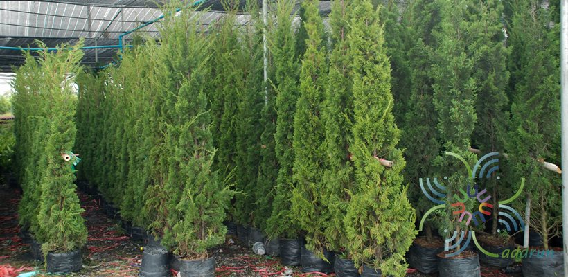 สนมังกร Juniperus chinensis L.