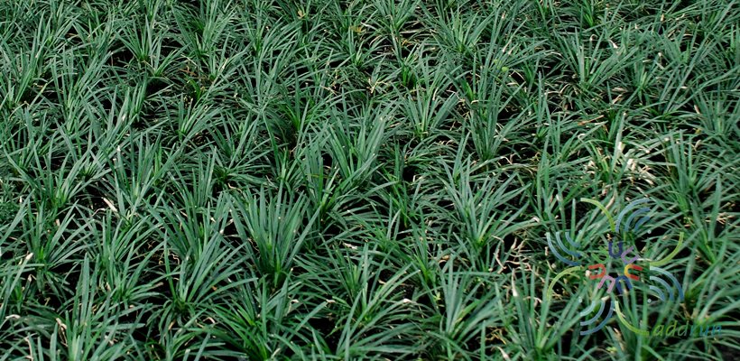 หนวดปลาดุก Ophiopogon japonicus (Thunb.) Ker Gawl.