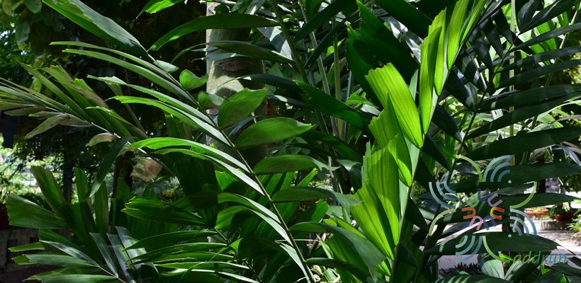 หมากเขียว Ptychosperma macarthurii (H.Wendl. ex H.J.Veitch) H.Wendl. ex Hook.f.