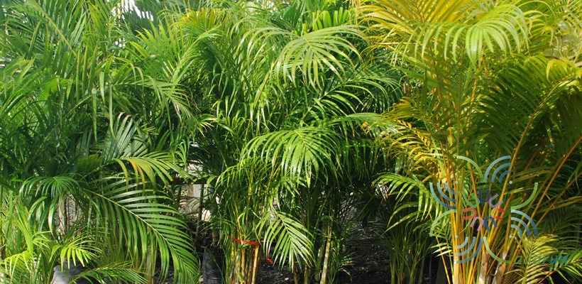 หมากเหลือง Dypsis lutescens (H.Wendl.) Beentje & J.Dransf.