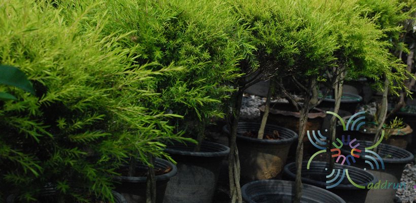 หลิวทอง Melaleuca bracteata F. Muell. ‘Revolution Gold’