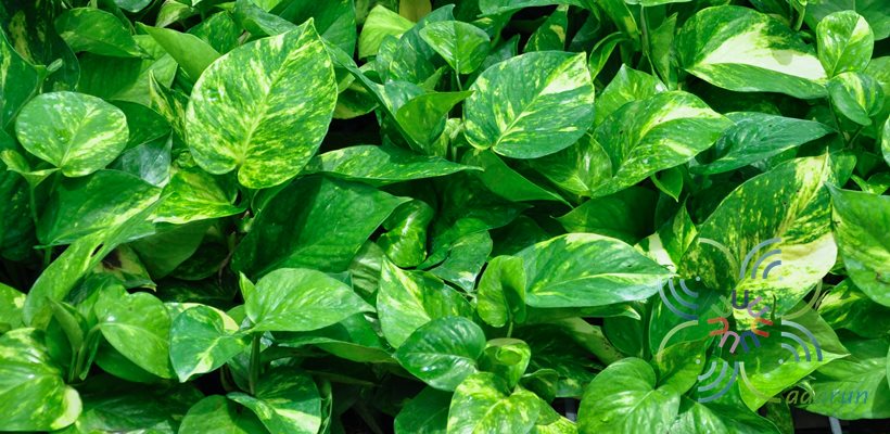 พลูด่าง Epipremnum aureum (Linden & André) G.S.Bunting
