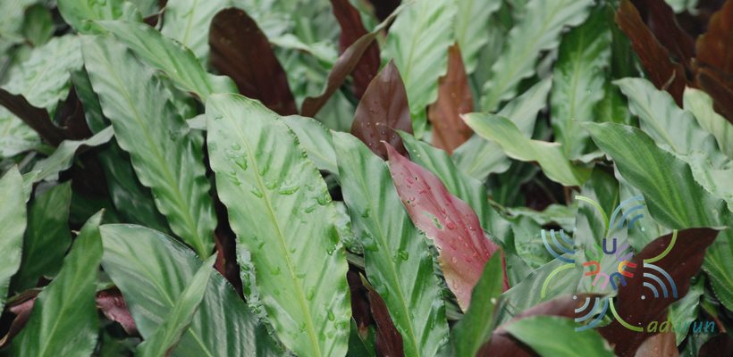 คล้าริบบิ้น Calathea rufibarba Fenzl