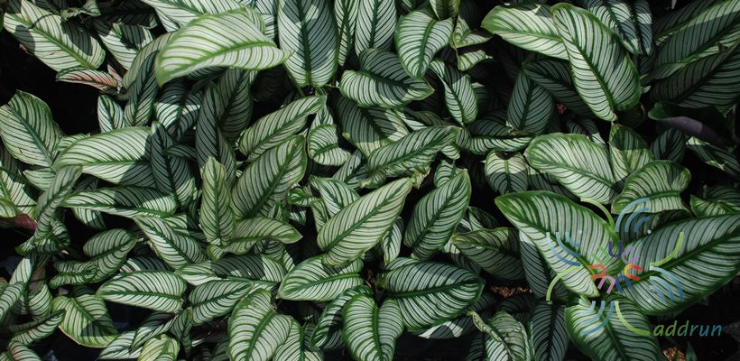 คล้าขุนแผนเรียกเงิน Calathea majestica H. Kenn. cv. Roseo-lineata