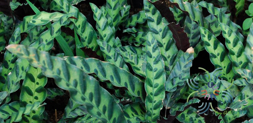 คล้ากาเหว่าลาย Calathea lancifolia Boom