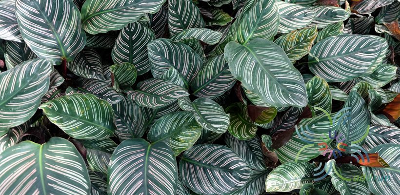 คล้าขุนแผน Calathea cv. Sanderiana