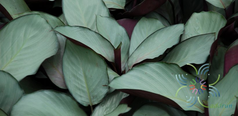 คล้าใบละร้อย Calathea vaginata Petersen