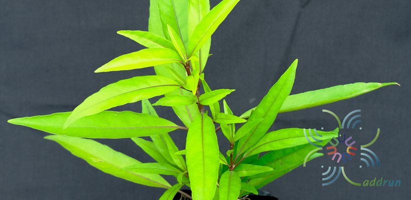 ขาไก่เขียว Justicia fragilis Wall.