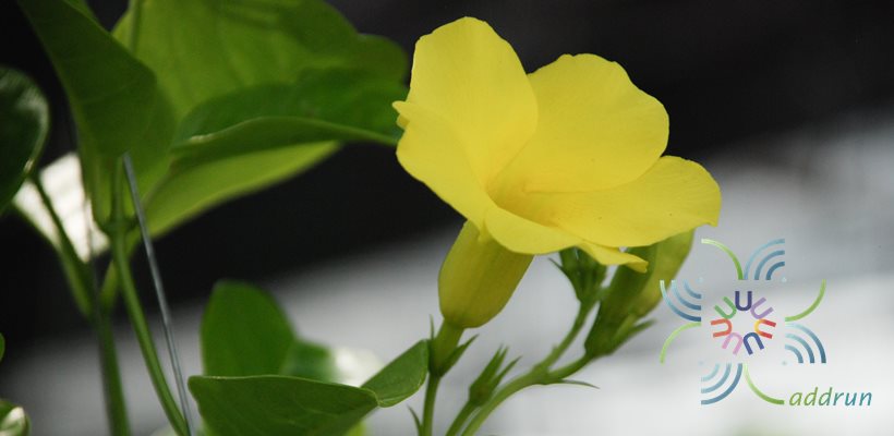จันทร์กระจ่างฟ้า Pentalinon luteum (L.) B.F.Hansen & Wunderlin
