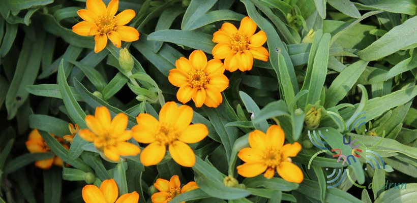 บานชื่นหนูสีเหลือง Zinnia angustifolia Kunth