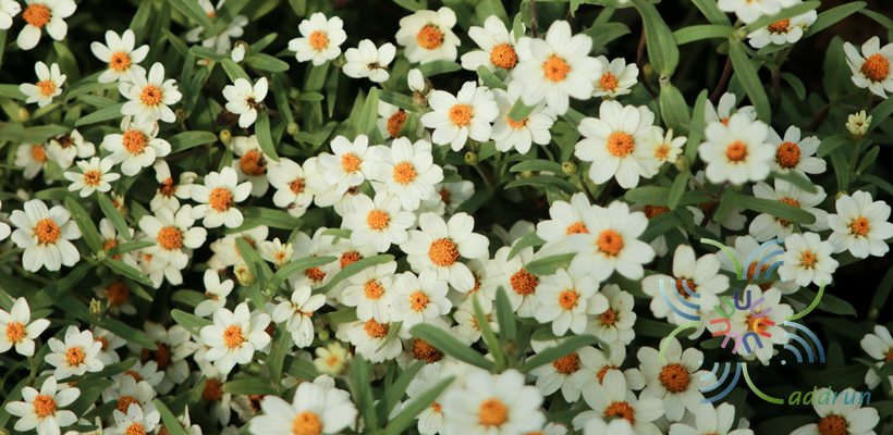 บานชื่นหนูสีขาว Zinnia angustifolia Kunth