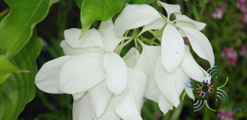ดอนญ่าขาว Mussaenda philippica A. Rich. var. Aurora Salit.