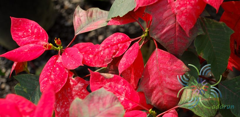 คริสต์มาส Euphorbia pulcherrima Willd. ex Klotzsch