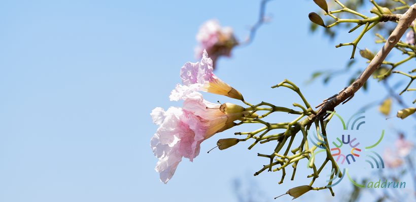 ชมพูพันธุ์ทิพย์ Tabebuia rosea (Bertol.) Bertero ex A.DC.