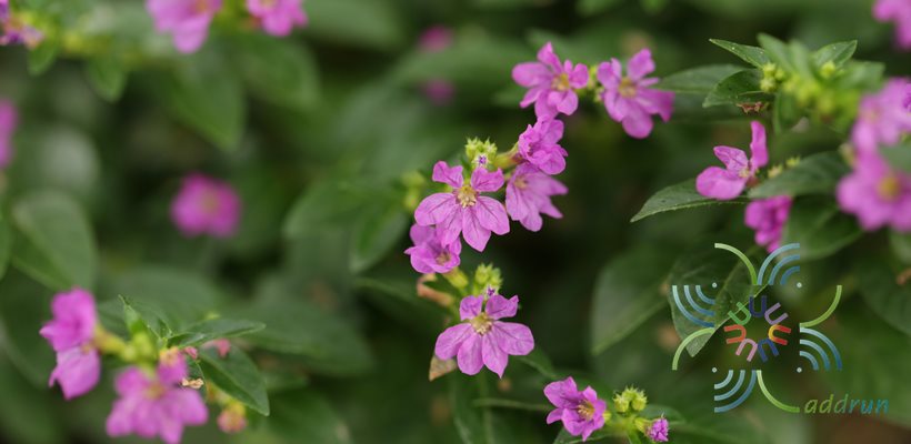 หลิวไต้หวัน Cuphea hyssopifolia Kunth