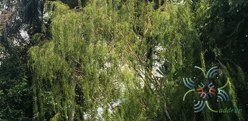 หลิว Salix babylonica L.